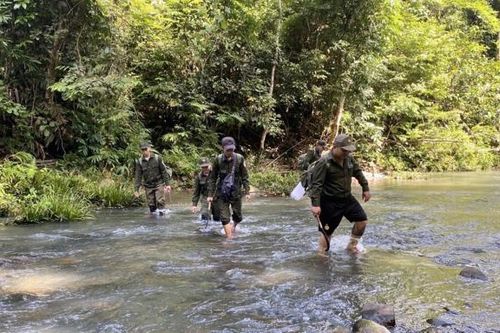 Nỗ lực triển khai các nội dung liên quan đến quản lý, bảo vệ rừng