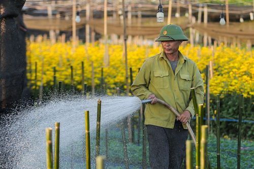 Cả năm thất bát, người trồng hoa Tây Tựu 'nín thở' chờ vụ Tết
