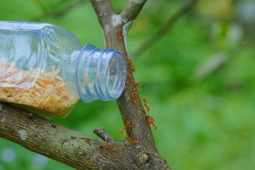 Nông dân Hà Tĩnh giăng 'thiên la địa võng' nuôi kiến vàng bảo vệ vườn cam