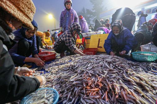 Liên tiếp trúng đậm hải sản, ngư dân thu hàng chục triệu đồng mỗi chuyến ra khơi