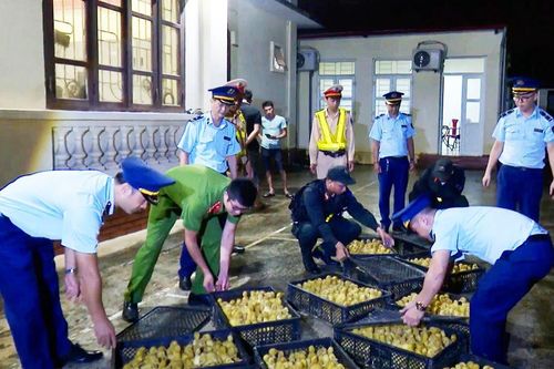 Nỗ lực ngăn chặn gia súc, gia cầm nhập lậu