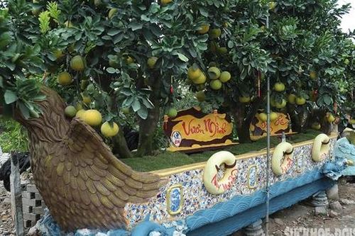 Mục sở thị chậu bưởi giá hàng trăm triệu đồng