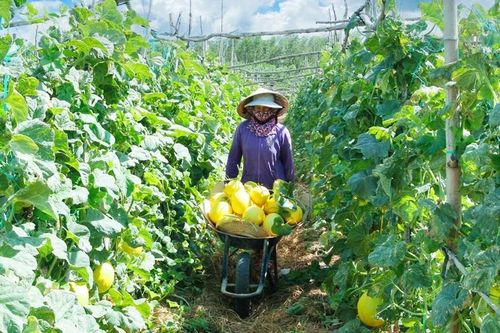 Hợp tác xã miền Trung tạo lối đi riêng - Bài 1: 'Khoác áo mới'
