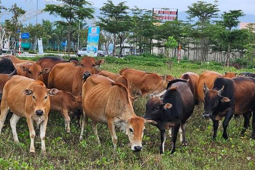 Quảng Nam: Khu đô thị sinh thái '5 sao' thành nơi chăn thả gia súc