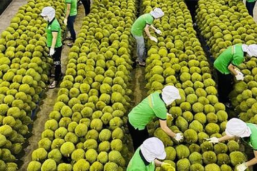 Cần cách làm mới khi đưa nông sản sang Trung Quốc
