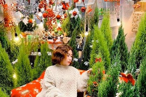 Cặp đôi tùng thơm, sơn tùng hút khách mùa Giáng sinh