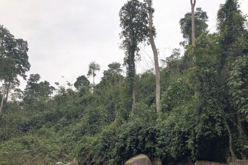 Xét xử phúc thẩm vụ án phá rừng phòng hộ
