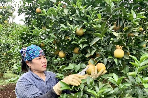 Gỡ khó cho thực trạng nông sản sạch 'bí' đầu ra