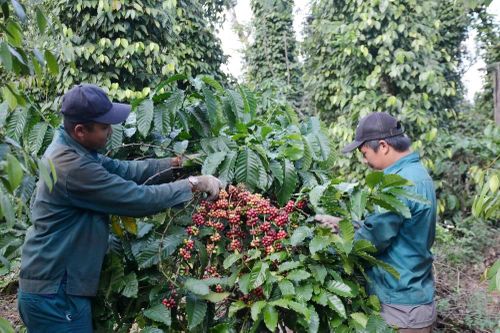 Đắk Lắk: Khoảng 7.500 tỷ đồng vốn vay cho niên vụ càphê 2023-2024