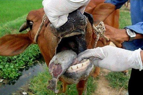 Kiểm tra việc đàn bò hỗ trợ hộ nghèo bị lở mồm long móng ở Thừa Thiên-Huế