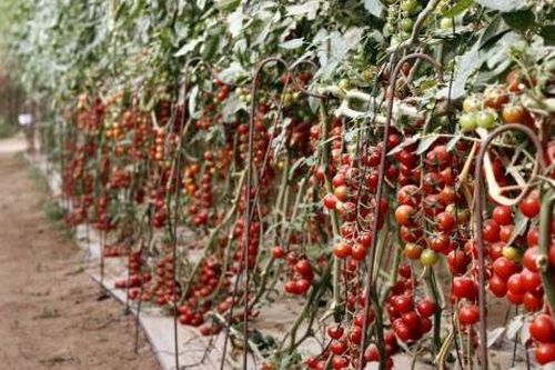Ngành nông nghiệp Israel 'khát' nhân lực do xung đột Trung Đông