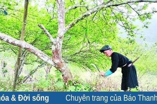 Mường Lát chờ mùa hoa mận mới