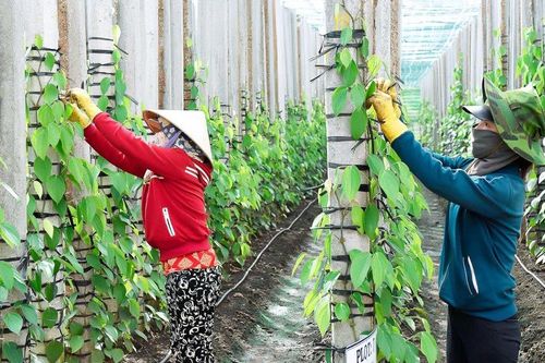 Vực dậy sau 'cú sốc' hồ tiêu-Kỳ 1: Vỡ mộng 'vàng đen'