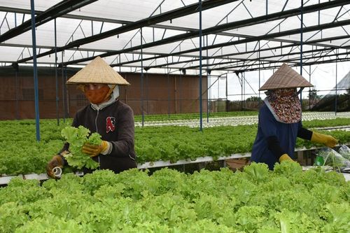 Gia Lai phấn đấu đến năm 2025 có khoảng 52.000 ha rau các loại