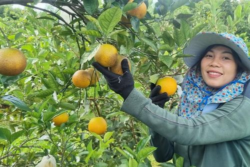 Phát triển nông nghiệp hữu cơ: Nâng cao giá trị, bảo vệ môi trường