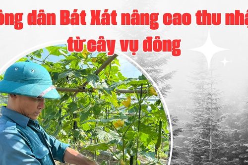 Nông dân Bát Xát nâng cao thu nhập từ cây vụ đông