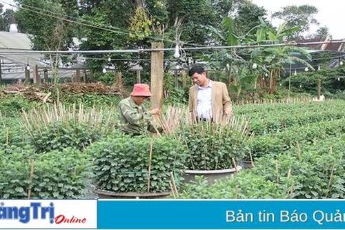 Gio Châu vào vụ hoa Tết