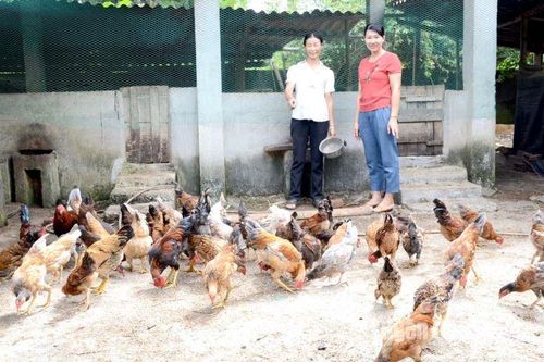 Hơn 1.000 hộ nghèo huyện Na Hang được vay vốn ưu đãi phát triển sản xuất