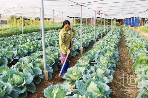 Thâm canh để tăng năng suất cây rau màu