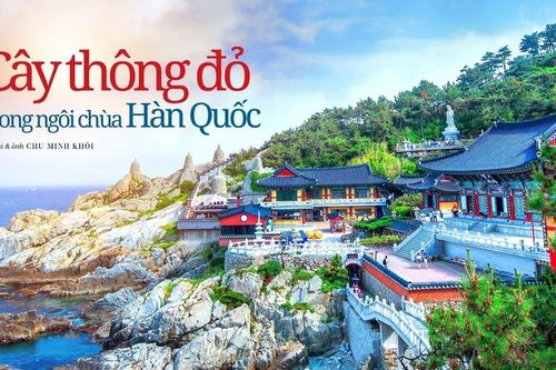 Cây thông đỏ trong ngôi chùa Hàn Quốc