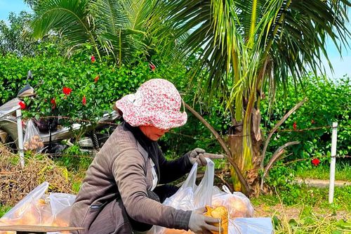 Vụ mùa không vui của người trồng củ đậu