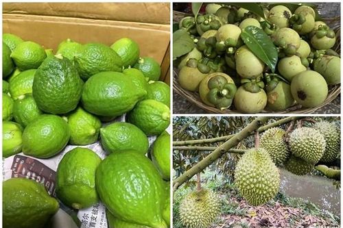 3 loại trái cây gây sốt thị trường Việt năm 2023