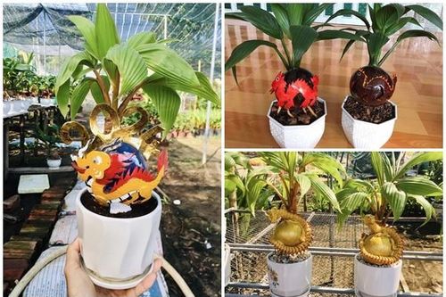 Rồng vàng ôm dừa bonsai 'ngóng' khách rước về chơi Tết Giáp Thìn 2024