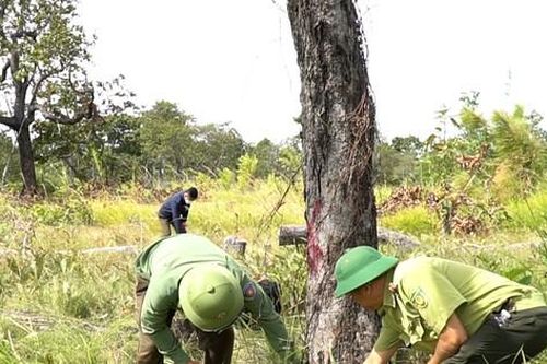 Cục Kiểm lâm vào cuộc vụ hơn 450 thân gỗ bị đốn hạ ở Gia Lai