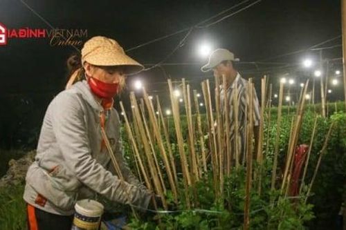 Xuyên đêm chong đèn chăm hoa Tết
