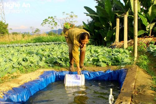 Nông dân Quế Phong làm bể chứa nước tại ruộng để chăm sóc rau vụ đông