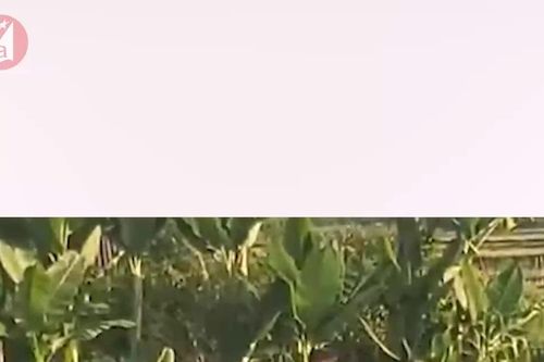Nông dân vùng cao Nghệ An làm bể chứa nước tại ruộng để trồng rau vụ đông