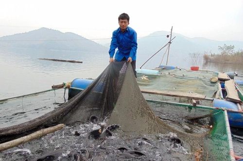 Nghệ An phấn đấu đến năm 2030 sản lượng thủy sản nuôi hồ chứa đạt 90.000 tấn