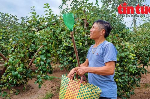 Táo muối Bàng La được mùa, sẵn sàng đón Tết