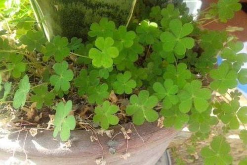 Có cỏ dại trong chậu cây nhà bạn không? Đừng nhổ bừa bãi, lão làm vườn sẽ lâu năm sẽ chỉ cho bạn lý do