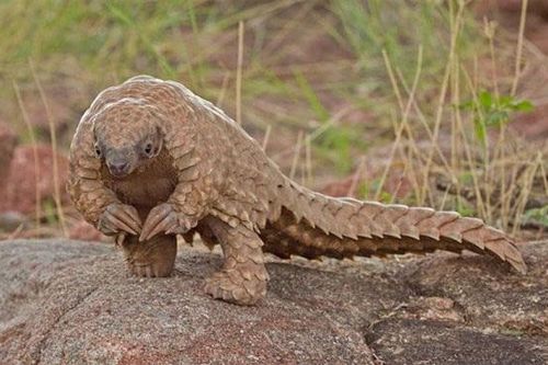 Cần khung pháp lý xử phạt hành vi làm lây bệnh từ động vật hoang dã sang người