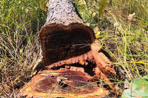 Cục Kiểm lâm kiểm tra thực tế rừng bị phá tại huyện Chư Prông