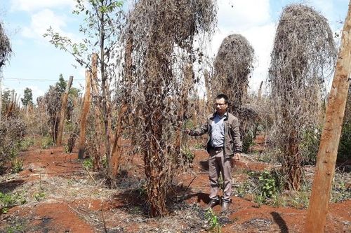 Vực dậy sau 'cú sốc' hồ tiêu-Kỳ 2: Ồ ạt làn sóng ly hương