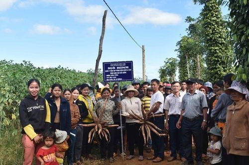 Ia Grai: Giống mì KM94 đem lại lợi nhuận hơn 42 triệu/ha