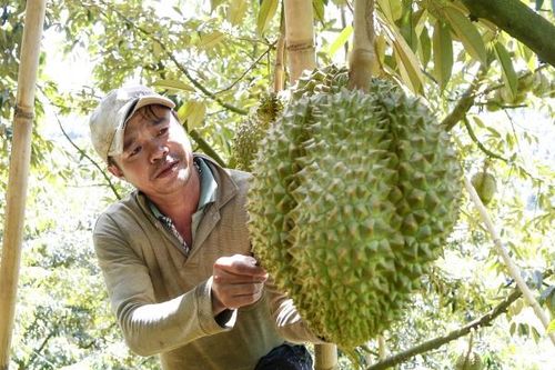 Chương trình mục tiêu quốc gia phát triển kinh tế - xã hội vùng đồng bào dân tộc thiểu số và miền núi tỉnh Khánh Hòa năm 2023 Chương trình OCOP: Nâng tầm sản vật miền núi