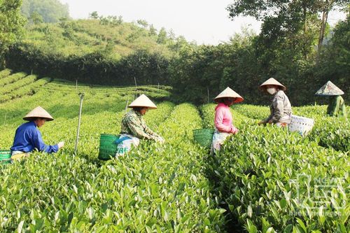 Đồng Hỷ: Thêm 175ha chè được cấp chứng nhận VietGAP