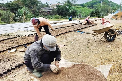 Phú Lương: Chuẩn bị trên 12 triệu cây giống trồng rừng năm 2024