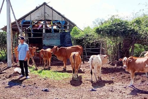 Dịch lở mồm long móng diễn biến phức tạp trên địa bàn huyện A Lưới