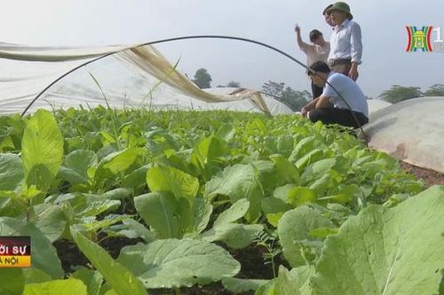 Hà Nội nhân rộng nhiều mô hình trồng rau VietGAP