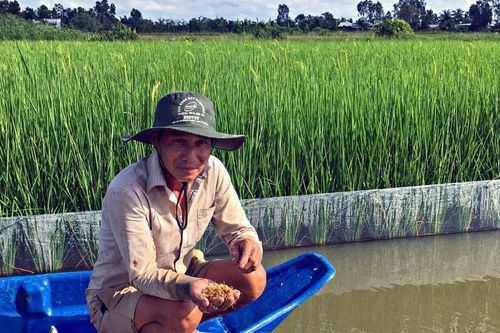 Bổ sung thức ăn cho tôm từ lúa mộng