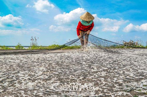Ðược mùa cá cơm bún ven biển Tây