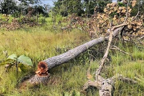 Cục Kiểm lâm đưa lực lượng kiểm tra điểm 'nóng' phá rừng
