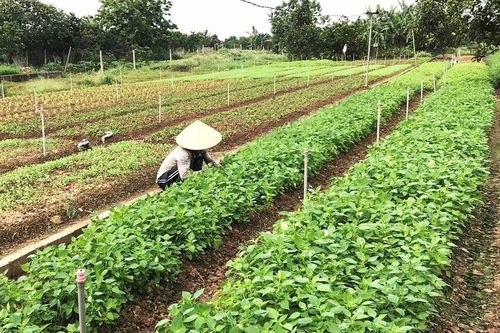 Hiệu quả vùng rau gia vị ở Tân Minh
