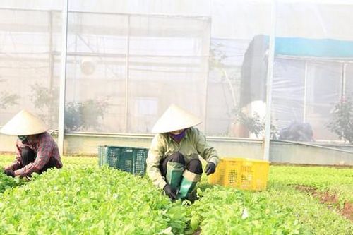 Hà Nội phát triển vùng rau theo hướng quy mô lớn