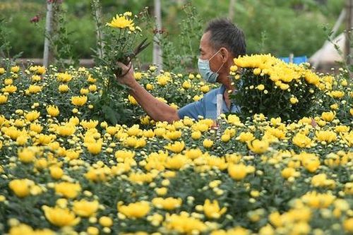 Hoa Tết nở sớm, giá rẻ như cho, nông dân Tây Tựu cay đắng chặt bỏ