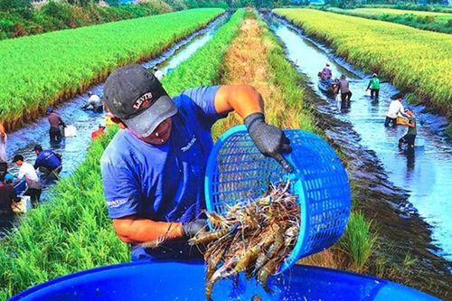 Nông nghiệp 'khát' nhân lực chất lượng cao